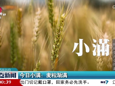 今日小满：麦粒渐满