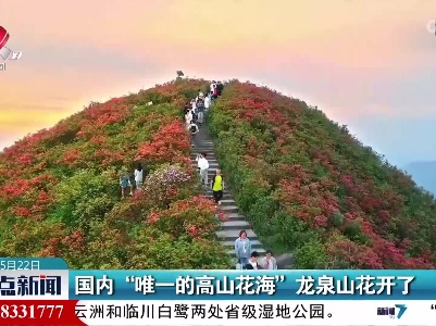 国内“唯一的高山花海”龙泉山花开了