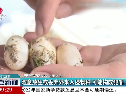 【儿童节临近，这个生意火了！】随意放生或丢弃外来入侵物种 可能构成犯罪