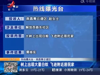 【热线曝光台·南昌青云谱区】树上出现大量白蚁 飞进附近居民家