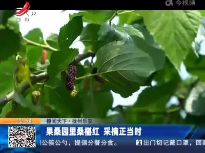 【赣闻天下】抚州乐安：果桑园里桑椹红 采摘正当时