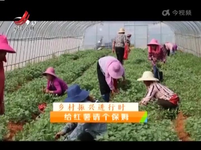 稻花香里20220511 乡村振兴进行时——给红薯请个保姆