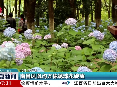南昌凤凰沟万株绣球花绽放