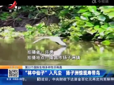 【第22个国际生物多样性日南昌】“林中仙子”入凡尘 扬子洲惊现寿带鸟