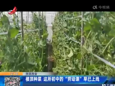 陕西西安：楼顶种菜 这所初中的“劳动课”早已上线