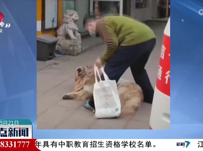 主人路过早餐店 狗狗赖着不走