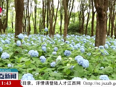 南昌凤凰沟万株绣球花绽放