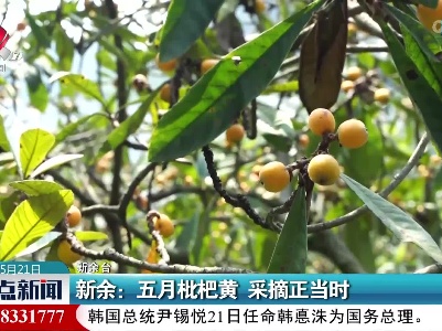 新余：五月枇杷黄 采摘正当时