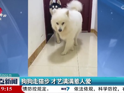 狗狗走猫步 才艺满满惹人爱