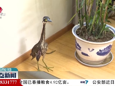 武宁县发现海南虎斑鳽