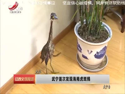 武宁首次发现海南虎斑鳽