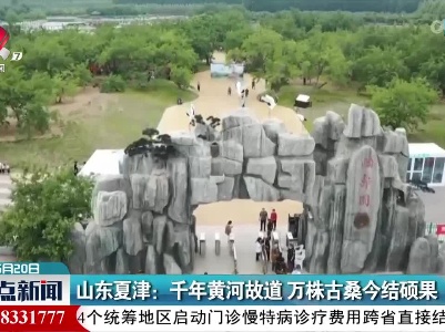山东夏津：千年黄河故道 万株古桑今结硕果
