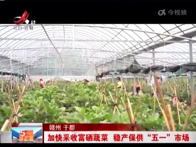 赣州于都：加快采收富硒蔬菜 稳产保供“五一”市场