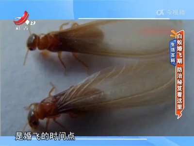 地宝当家20220627