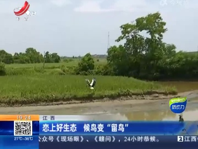 江西：恋上好生态 候鸟变“留鸟”