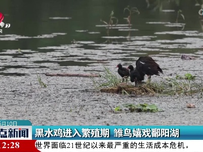 黑水鸡进入繁殖期 雏鸟嬉戏鄱阳湖