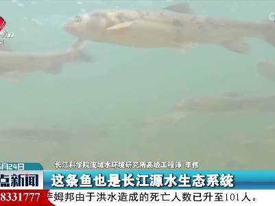 长江源关键鱼种连续三年在人工繁殖中破卵而出