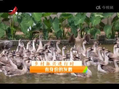 稻花香里20220609 乡村振兴进行时——有身份的灰鹅
