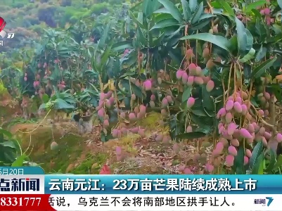 云南元江：23万亩芒果陆续成熟上市