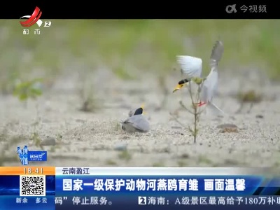 云南盈江：国家一级保护动物河燕鸥育雏 画面温馨