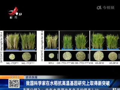 我国科学家在水稻抗高温基因研究上取得新突破