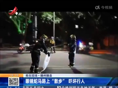 【救在现场】赣州赣县：眼镜蛇马路上“散步”吓坏行人