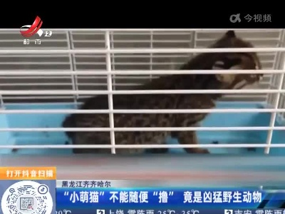 黑龙江齐齐哈尔：“小萌猫”不能随便“撸”竟是凶猛野生动物
