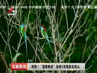 惊艳！“蓝喉蜂虎” 连续5年现身龙虎山