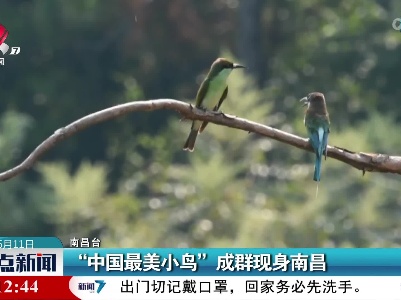 “中国最美小鸟”成群现身南昌