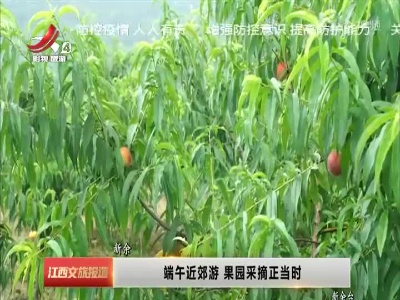 端午近郊游 果园采摘正当时