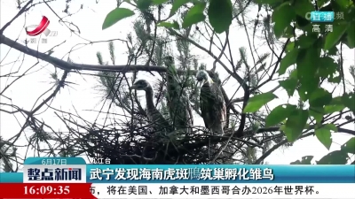 武宁发现海南虎斑鳽筑巢孵化雏鸟