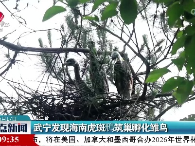 武宁发现海南虎斑鳽筑巢孵化雏鸟