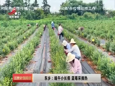 东乡：端午小长假 蓝莓采摘热