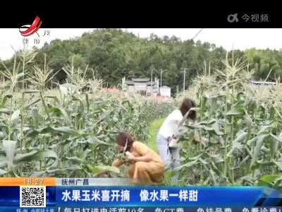 抚州广昌：水果玉米喜开摘 像水果一样甜