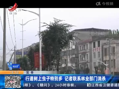 宜春：行道树上虫子特别多 记者联系林业部门消杀