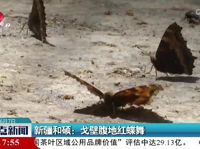 新疆和硕：戈壁腹地红蝶舞