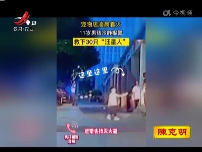 点赞！男孩凌晨救下30只宠物狗