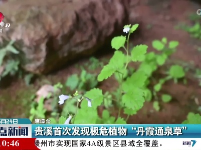 贵溪首次发现极危植物“丹霞通泉草”