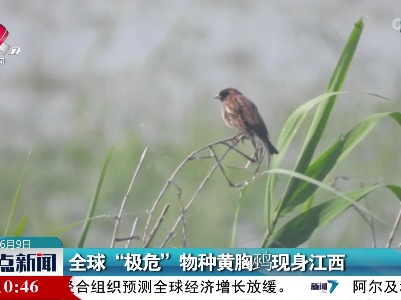 全球“极危”物种黄胸鹀现身江西