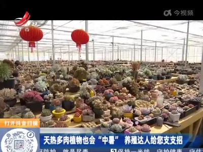 天热多肉植物也会“中暑” 养殖达人给您支支招