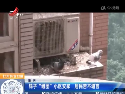 重庆：鸽子“组团”小区安家 居民苦不堪言