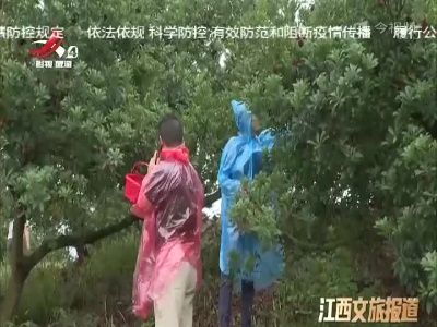 九江：“山水武宁”杨梅节吸引八方游客