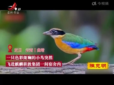 罕见！云南一学校飞来1只蓝翅八色鸫