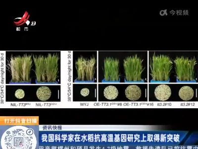 我国科学家在水稻抗高温基因研究上取得新突破