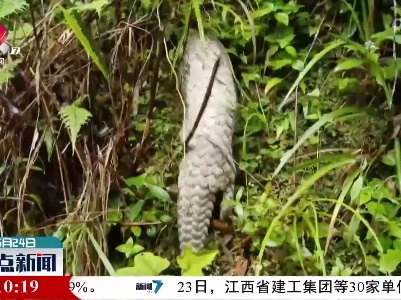 生态保护力度加大 穿山甲频现身