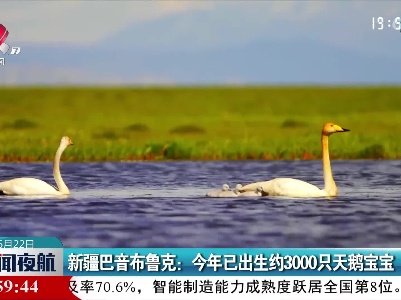 新疆巴音布鲁克：今年已出生约3000只天鹅宝宝