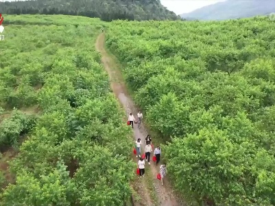 【我们的节日•端午】满园果香留不住  端午采摘客正忙