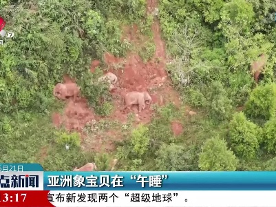 亚洲象宝贝在“午睡”