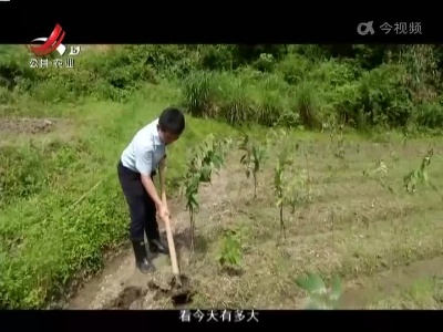稻花香里20220628 乡村振兴进行时——黄精变黄“金” 乐安兴乡记