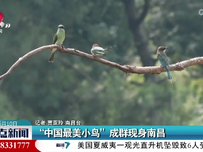 “中国最美小鸟”成群现身南昌